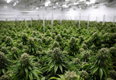 Indústria colombiana de Cannabis pode gerar US$ 47,2 milhões até 2026