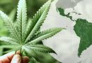 ABICANN: Brasil se úne à Rede Americana de Associações de Cannabis