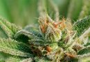Cannabis Magistral: canabinóides manipulados